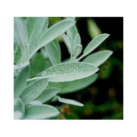 šalvěj nať řezaná.jpg